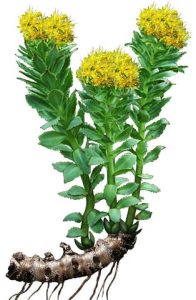 Rhodiola