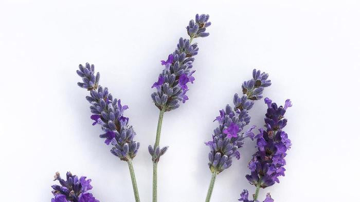 Lavender Flowers