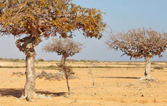 Myrrh Trees