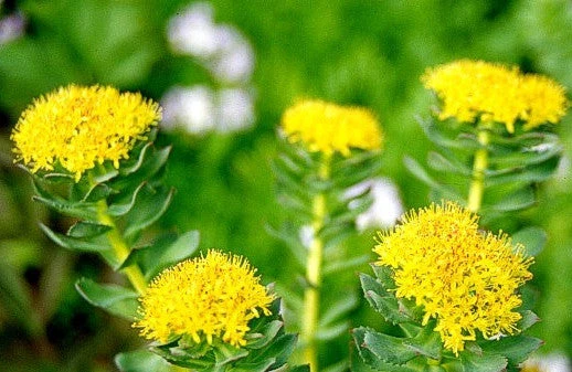 Rhodiola Flowers